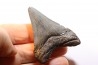 shark teeth: CARCHARODON MEGALODON