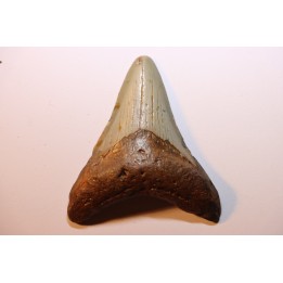 shark teeth: CARCHARODON MEGALODON