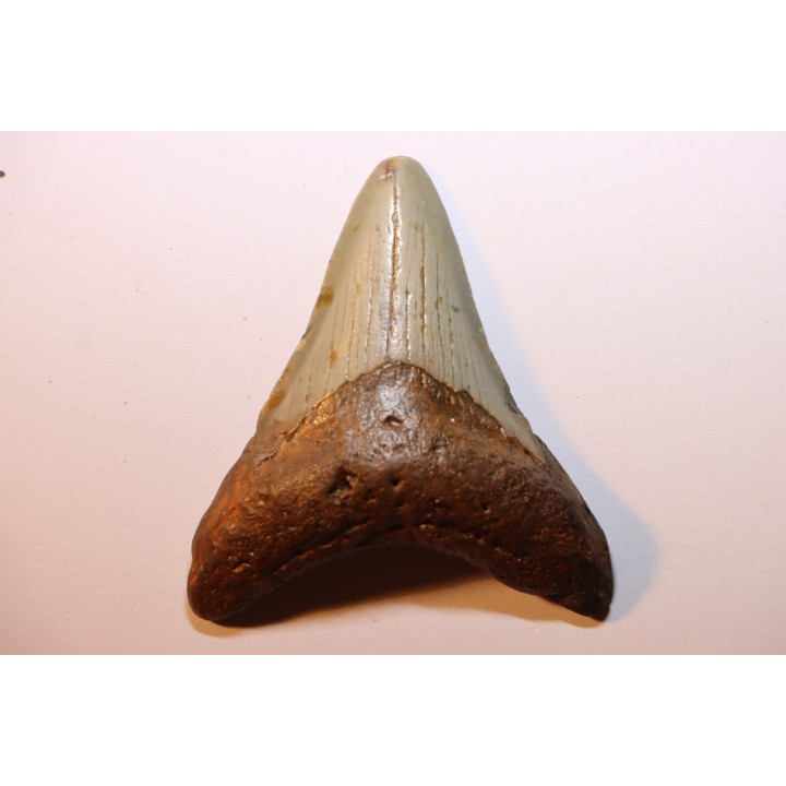 dent de requin: CARCHARODON MEGALODON