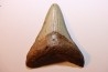 shark teeth: CARCHARODON MEGALODON
