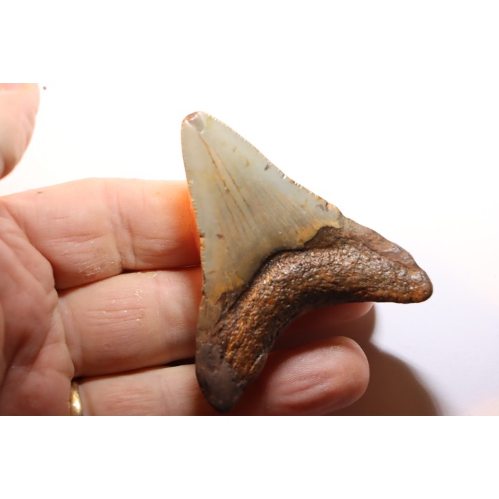 shark teeth: CARCHARODON MEGALODON