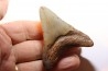 shark teeth: CARCHARODON MEGALODON