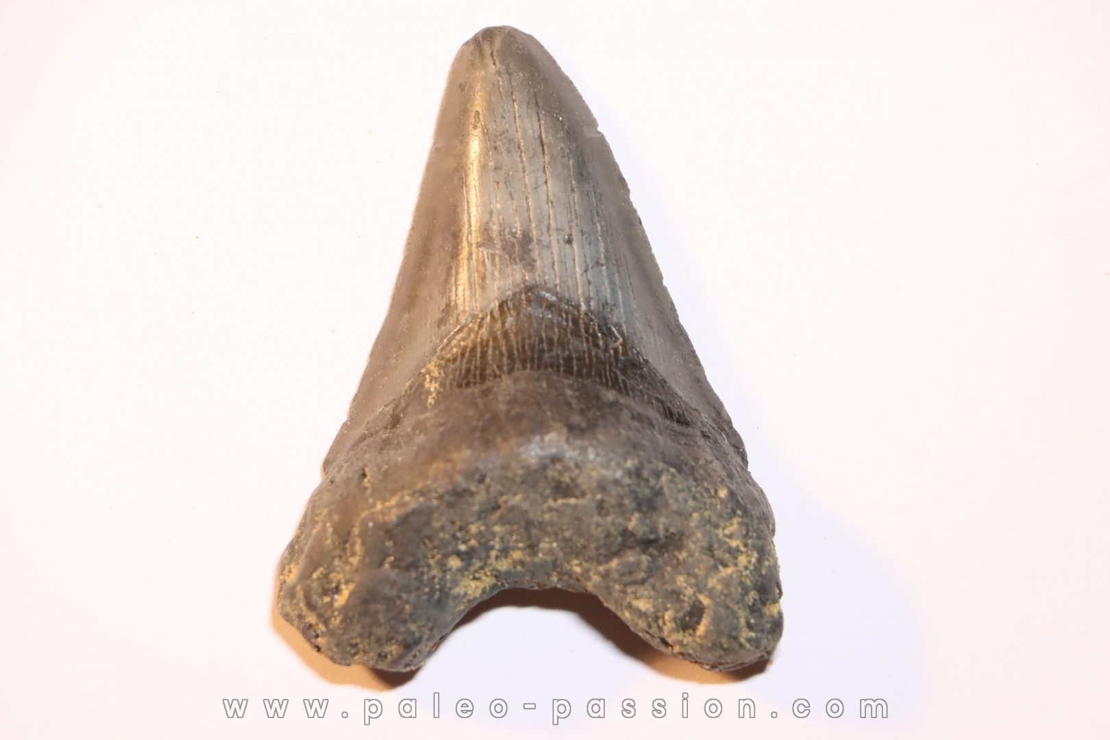 dent de requin: CARCHARODON MEGALODON