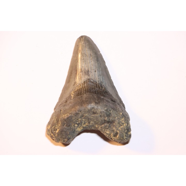 shark teeth: CARCHARODON MEGALODON