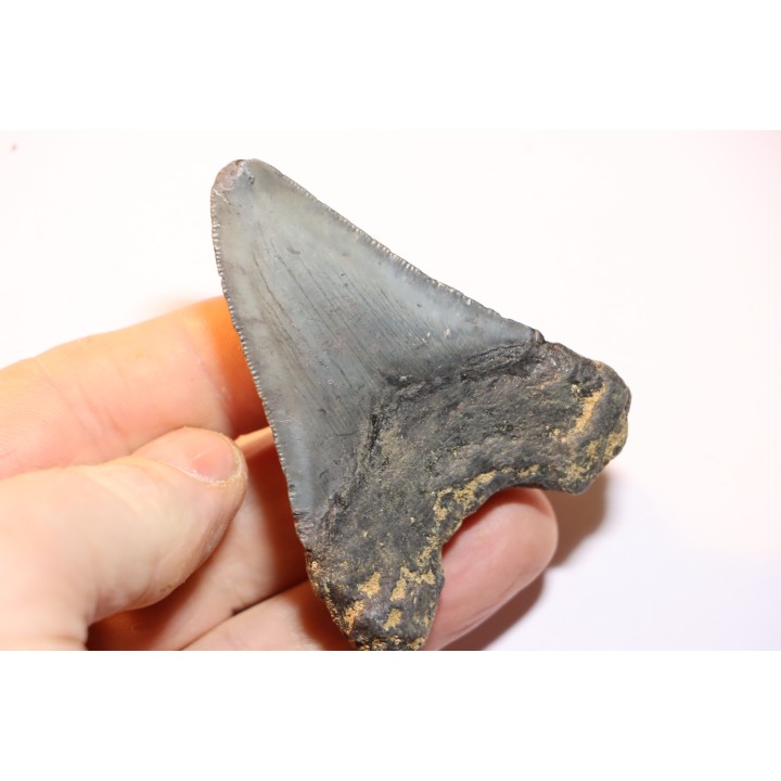 dent de requin: CARCHARODON MEGALODON