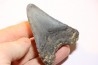 shark teeth: CARCHARODON MEGALODON