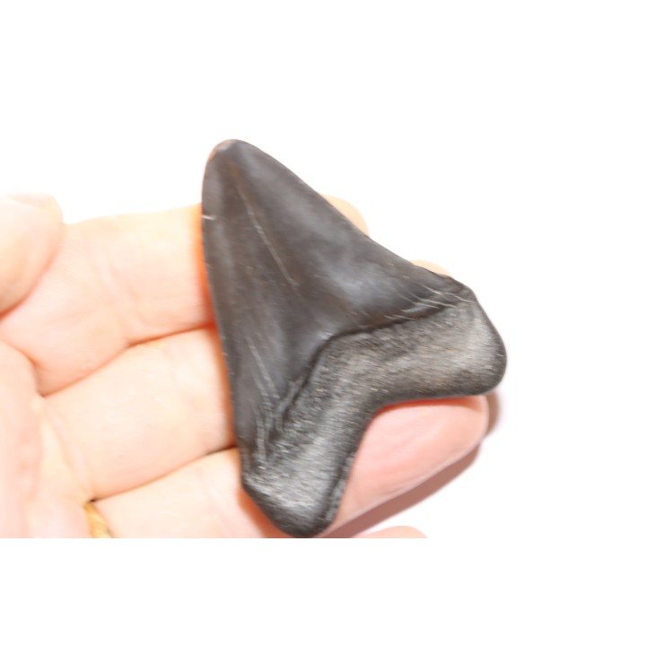 shark teeth: CARCHARODON MEGALODON