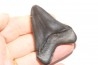 shark teeth: CARCHARODON MEGALODON