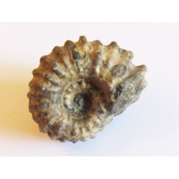 DOUVILLEICERAS MAMMILATUM de Canjuers (8)