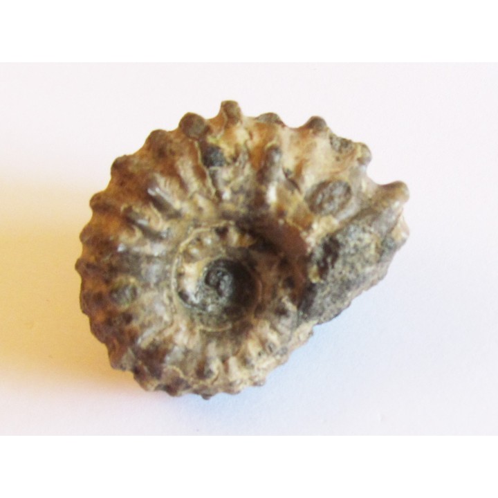 DOUVILLEICERAS MAMMILATUM de Canjuers (8)