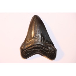 shark teeth: CARCHARODON MEGALODON