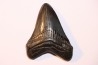 shark teeth: CARCHARODON MEGALODON
