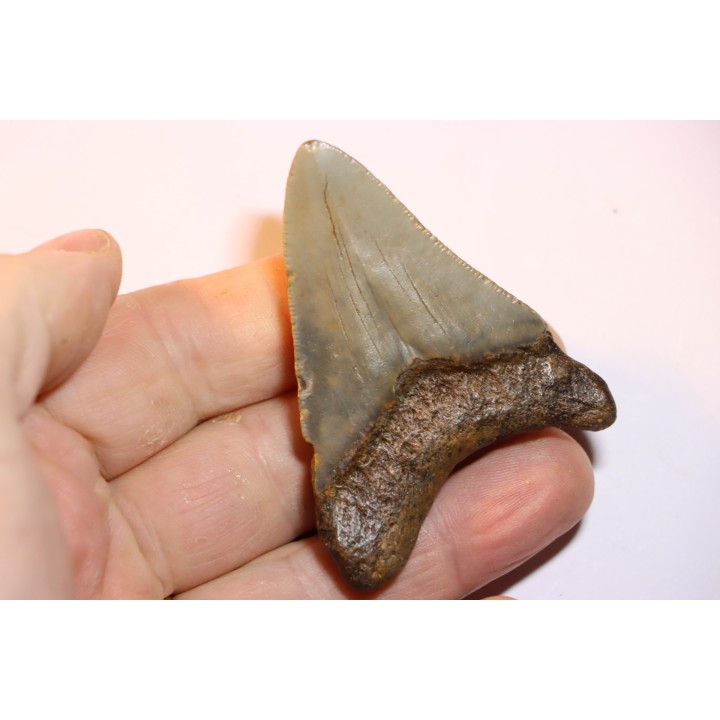 shark teeth: CARCHARODON MEGALODON