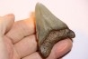 shark teeth: CARCHARODON MEGALODON