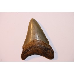 dent de requin: CARCHARODON MEGALODON