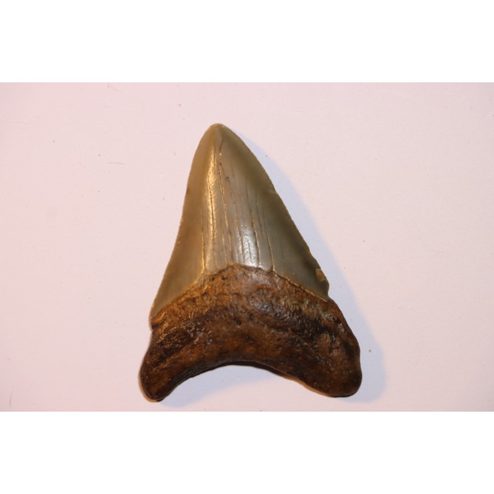 shark teeth: CARCHARODON MEGALODON