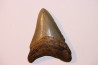 shark teeth: CARCHARODON MEGALODON