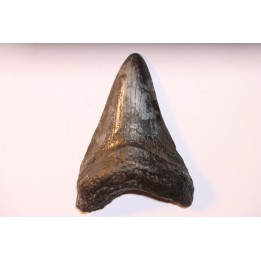 shark teeth: CARCHARODON MEGALODON
