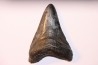 shark teeth: CARCHARODON MEGALODON