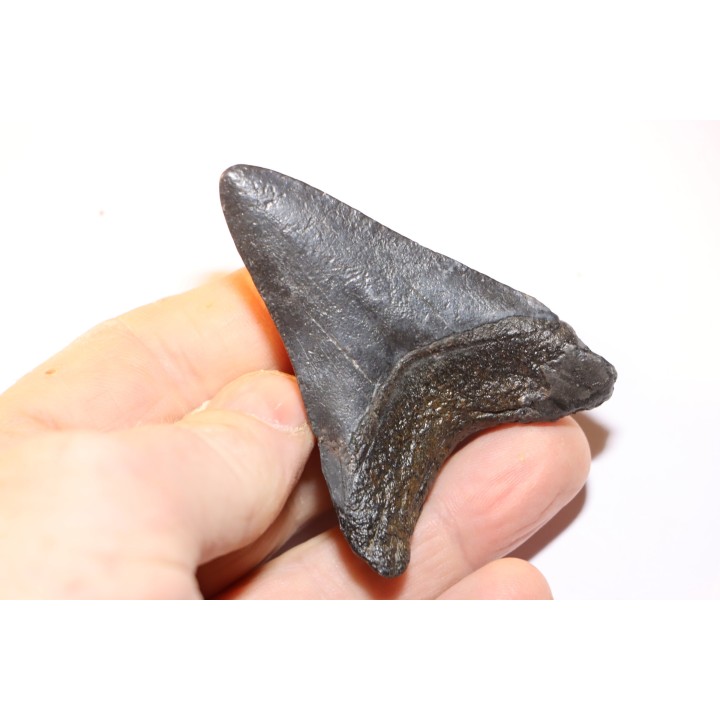 dent de requin: CARCHARODON MEGALODON