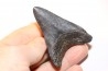 shark teeth: CARCHARODON MEGALODON