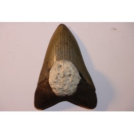 shark teeth: CARCHARODON MEGALODON