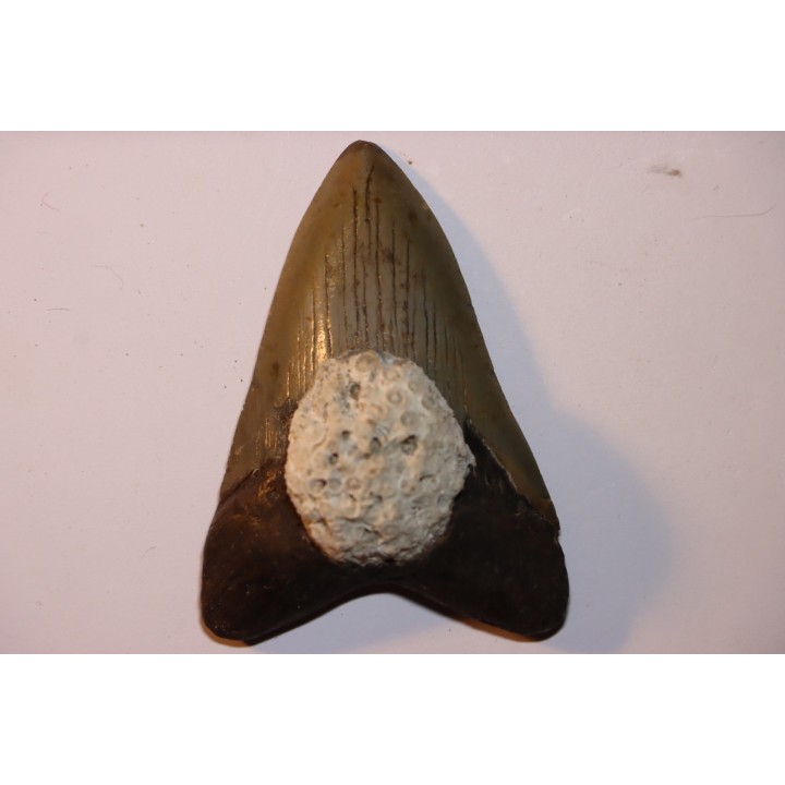 shark teeth: CARCHARODON MEGALODON