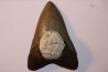 dent de requin: CARCHARODON MEGALODON