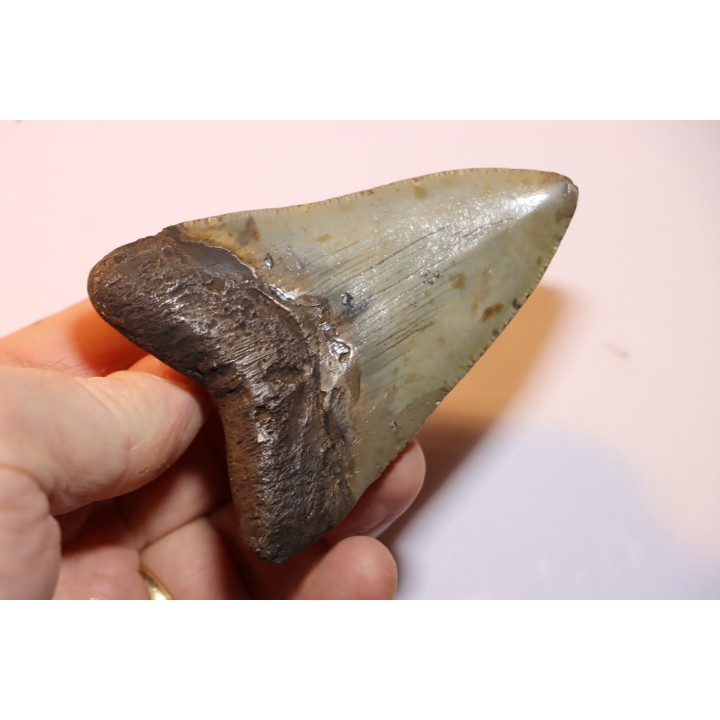 dent de requin: CARCHARODON MEGALODON