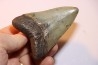 shark teeth: CARCHARODON MEGALODON