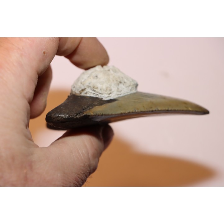 shark teeth: CARCHARODON MEGALODON