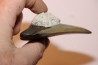 shark teeth: CARCHARODON MEGALODON