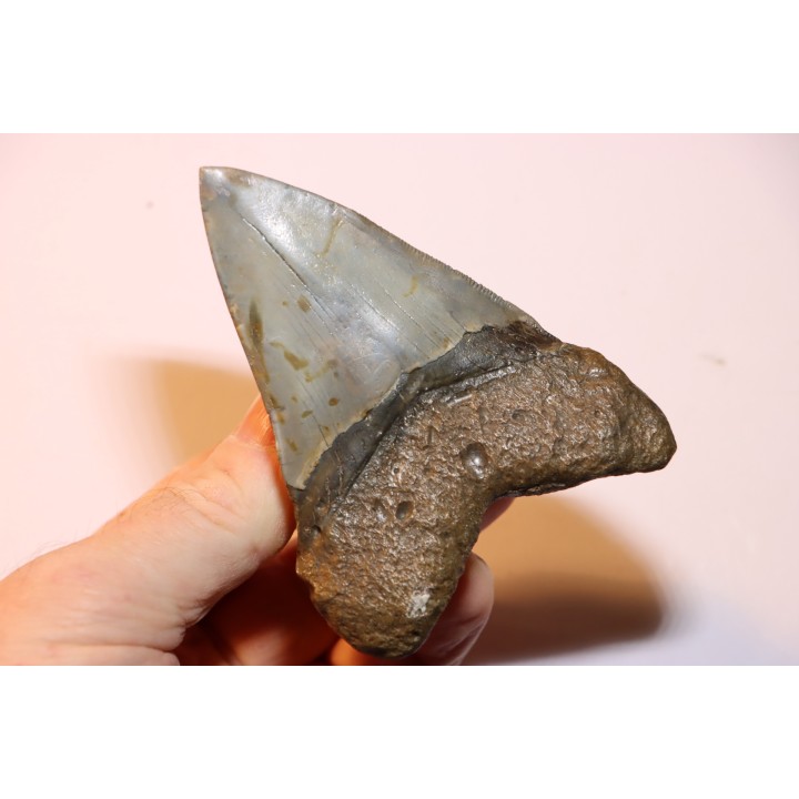 10.3 cm !!! - dent de requin: CARCHARODON MEGALODON