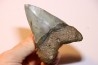 10.3 cm !!! - dent de requin: CARCHARODON MEGALODON