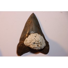 10.3 cm !!! - dent de requin: CARCHARODON MEGALODON
