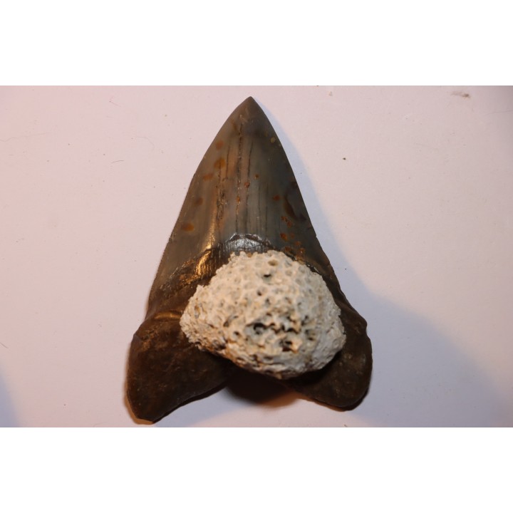 shark teeth: CARCHARODON MEGALODON
