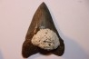 10.3 cm !!! - dent de requin: CARCHARODON MEGALODON