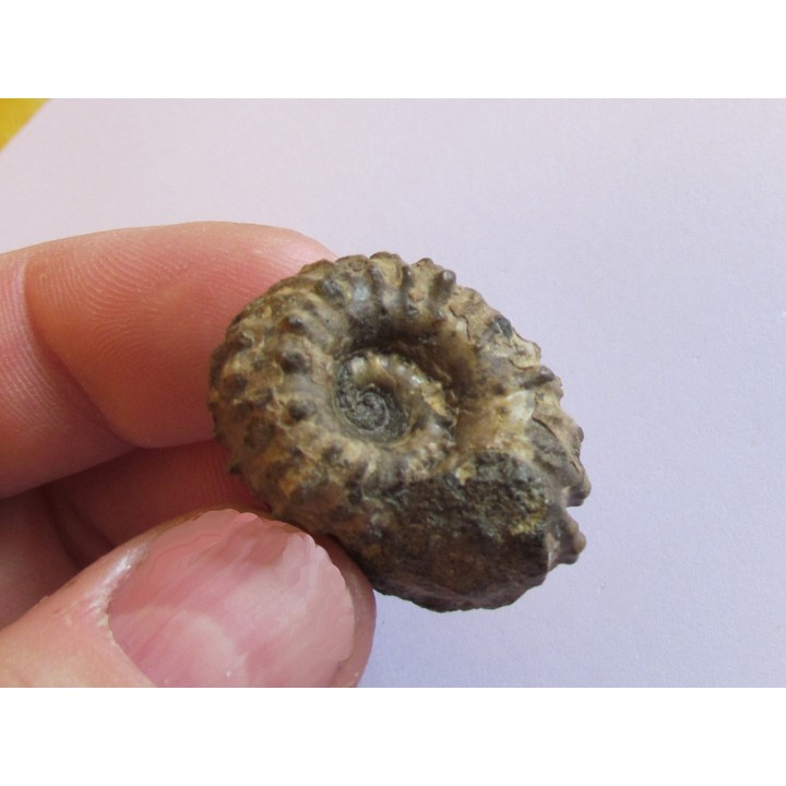 DOUVILLEICERAS MAMMILATUM de Canjuers (8)