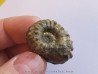 DOUVILLEICERAS MAMMILATUM de Canjuers (8)