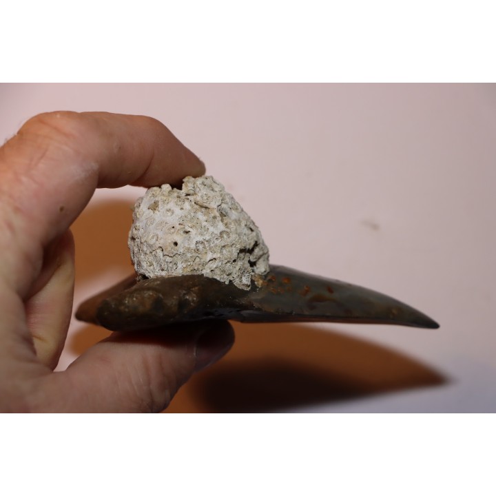 10.3 cm !!! - dent de requin: CARCHARODON MEGALODON