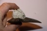 shark teeth: CARCHARODON MEGALODON