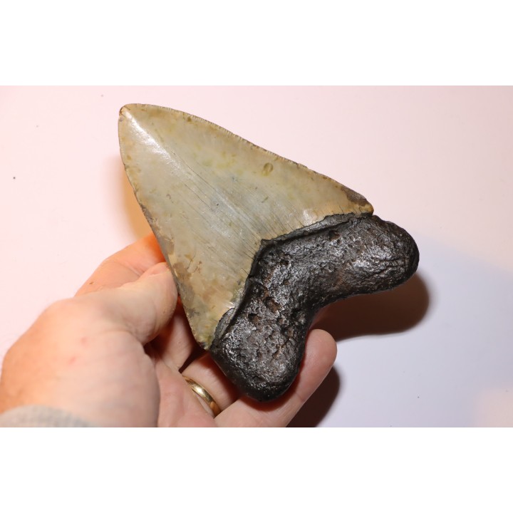 13.1 cm!! - dent de requin: CARCHARODON MEGALODON