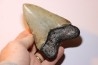 13.1 cm!! - dent de requin: CARCHARODON MEGALODON