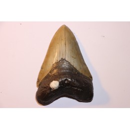 shark teeth: CARCHARODON MEGALODON