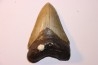 shark teeth: CARCHARODON MEGALODON