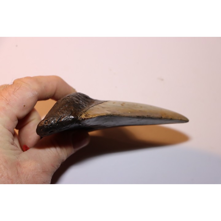 13.1 cm!! - dent de requin: CARCHARODON MEGALODON