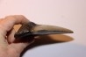 13.1 cm!! - dent de requin: CARCHARODON MEGALODON