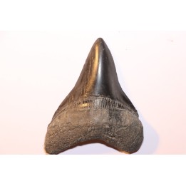 12.1 cm!!! - dent de requin: CARCHARODON MEGALODON