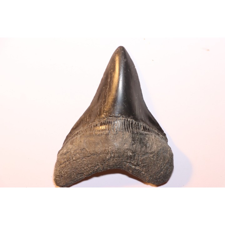 12.1 cm!!! - dent de requin: CARCHARODON MEGALODON