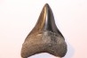 shark teeth: CARCHARODON MEGALODON